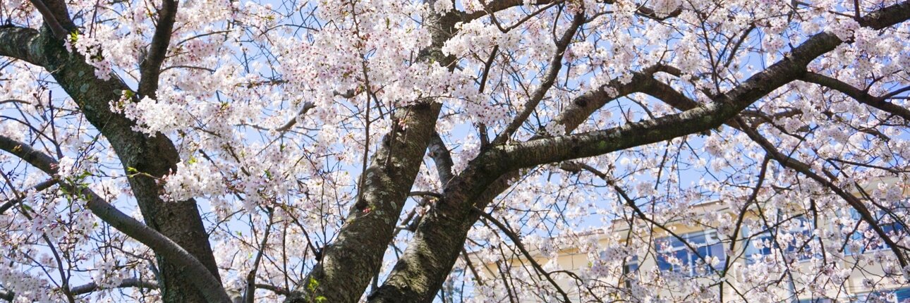 満開の桜